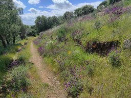 Flora del Cerro Masatrigo
